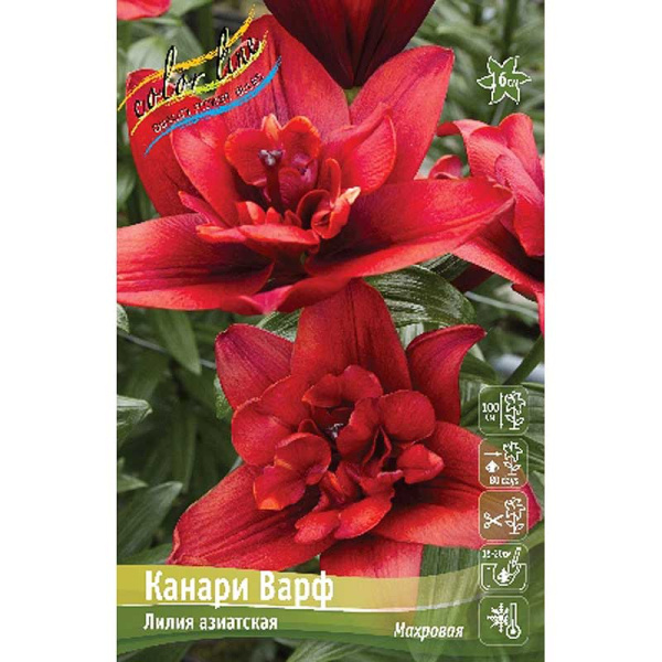 Лилия Канари Варф 12/14 5 шт