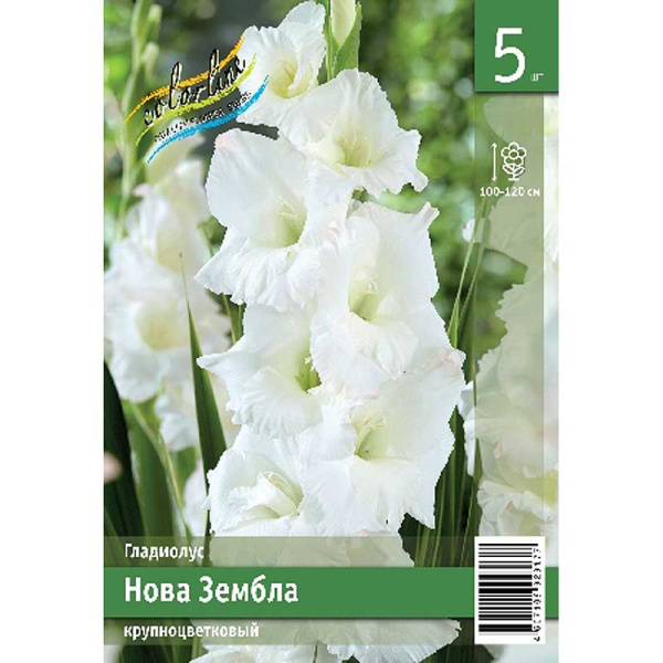 Гладиолус Нова Зембла 10/12 5 Эконом шт 