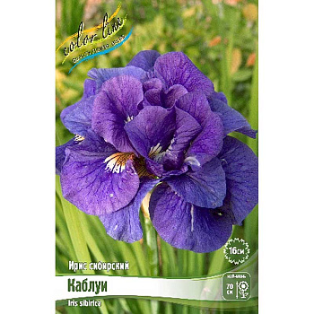 Ирис Сибирский Каблуи I 25 шт Биг-пак 3175