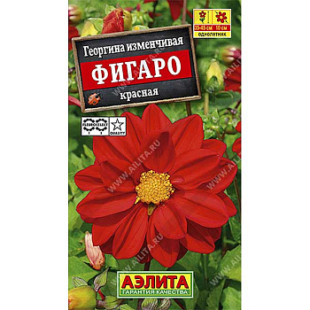 Георгин Фигаро красный махр. Аэлита Ц 