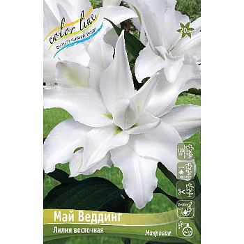 Лилия Май Веддинг 12/14 5 шт 