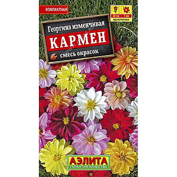 Георгин Кармен Аэлита Ц 