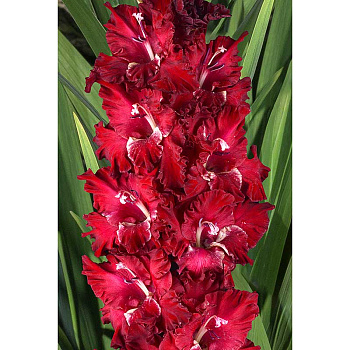 Гладиолус Игра Престолов (В-15-964) Рс 8/10 5 шт Садовита
