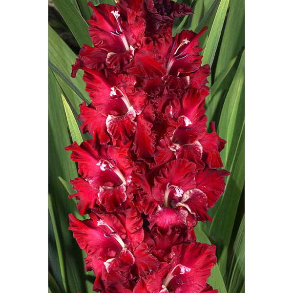 Гладиолус Игра Престолов (В-15-964) Рс 8/10 5 шт Садовита