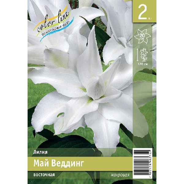 Лилия Май Веддинг 12/14 2 Эконом шт