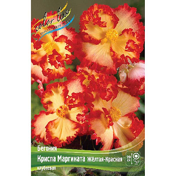 Бегония Криспа Маргината Желтая-Красная 5/6 50 шт Шоу-бокс 8825