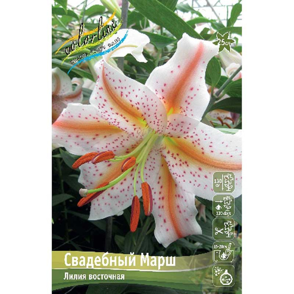 Лилия Свадебный Марш 12/14 3 шт 