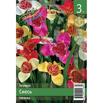 Тигридия Смесь 7/9 3 Эконом шт 