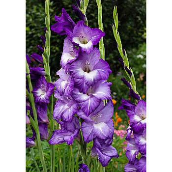 Гладиолус Блю Айл 10/12 5 Эконом шт 