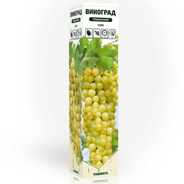 Виноград Сэле среднеранний Садовита