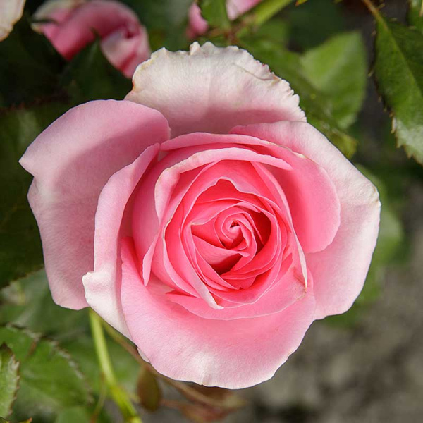 Роза чайно-гибридная Аква Садовита