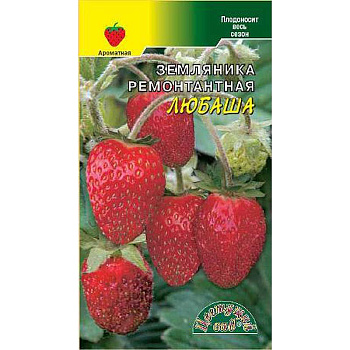 Земляника Любаша ремонт. ЦветСад Ц