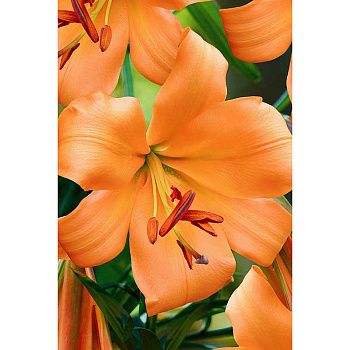 Лилия Африкан Куин 12/14 2 шт Садовита