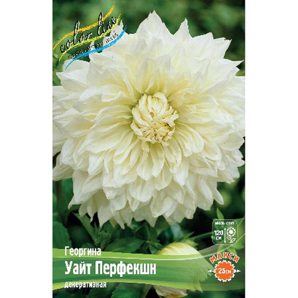 Георгина Уайт Перфекшн I 15 шт Шоу-бокс 8933