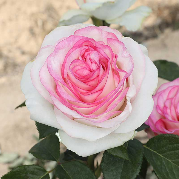 Роза чайно-гибридная Дольче Вита Садовита