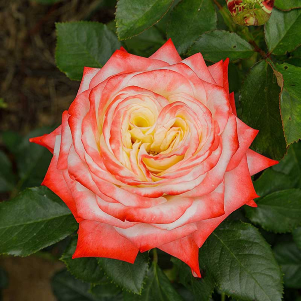 Роза чайно-гибридная Императрица Фарах Садовита