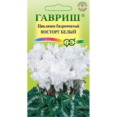 КОМ Цикламен Восторг белый махр. Гавриш Ц 