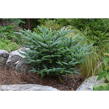 Пихта Корейская Сильберлоке C1.5