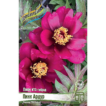 Пион Ито-Гибрид Пинк Ардур 2/3 n 5 шт Биг-Пак 3752