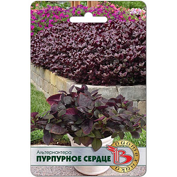 Альтернантера Пурпурное сердце Биотехника 