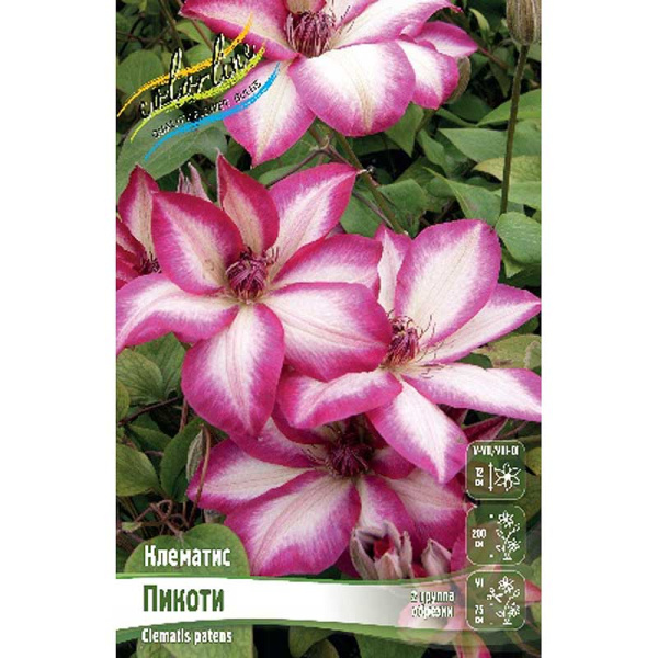 Клематис Пикоти I 25 шт Биг-пак 6792