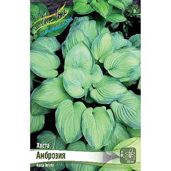 Хоста Амброзия 1 n 1 шт 