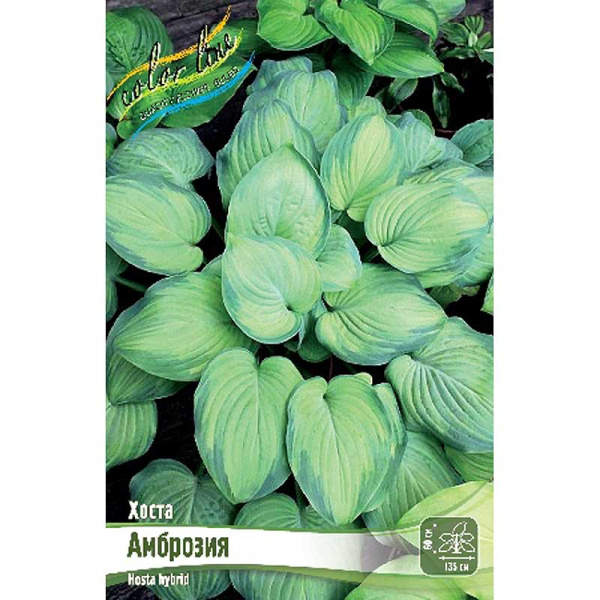 Хоста Амброзия 1 n 1 шт 