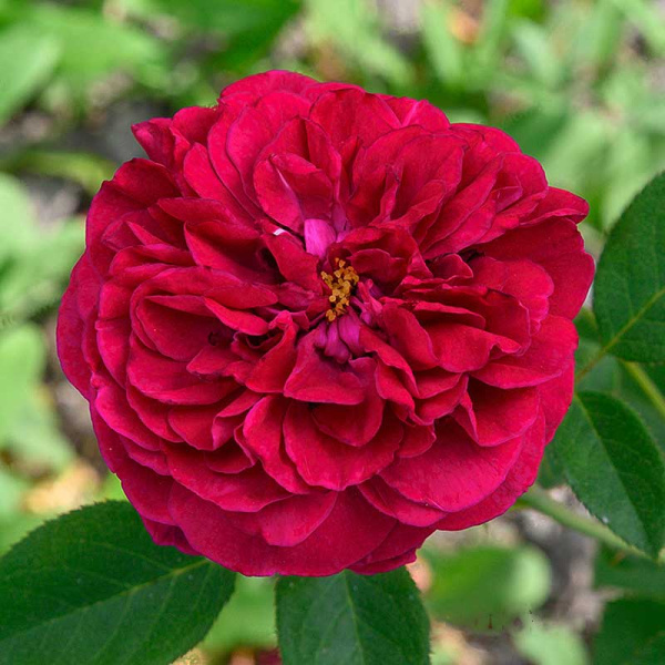 Роза шраб Уильям Шекспир 2000 (английская) Садовита