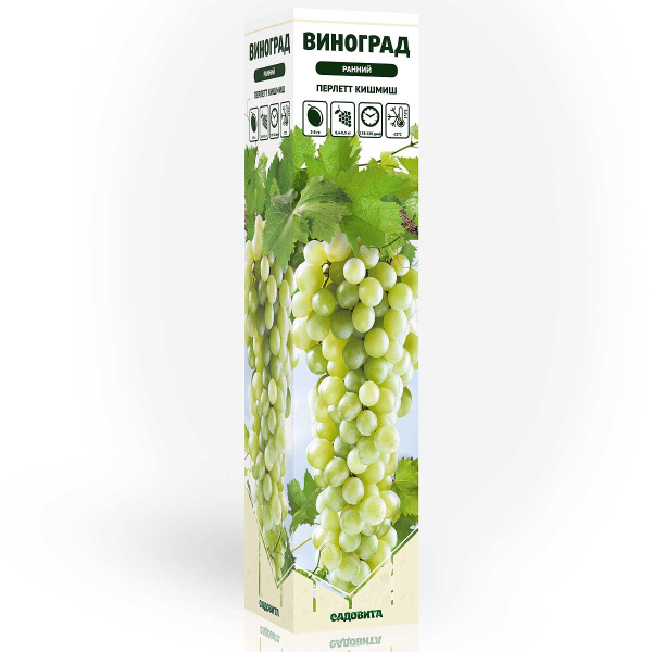 Виноград Перлетт Кишмиш ранний Садовита