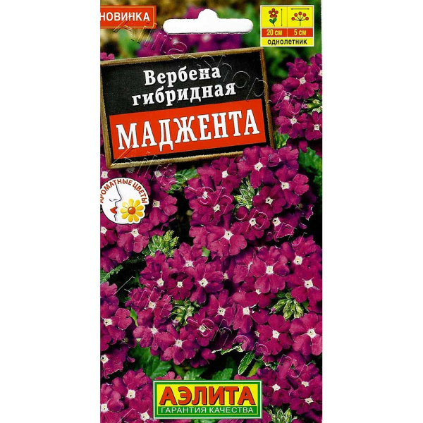 Вербена Маджента Аэлита Ц 