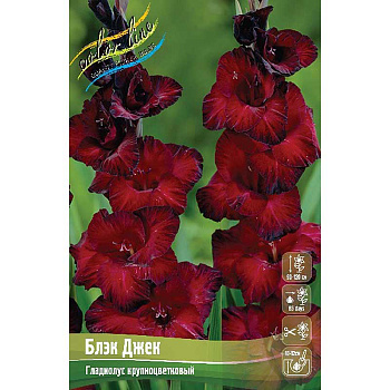 11480 Шоу-Бокс Гладиолус Блэк Джек 12/14 100 шт 