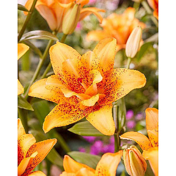 Лилия Дабл Лов 12/14 1 Эконом шт 