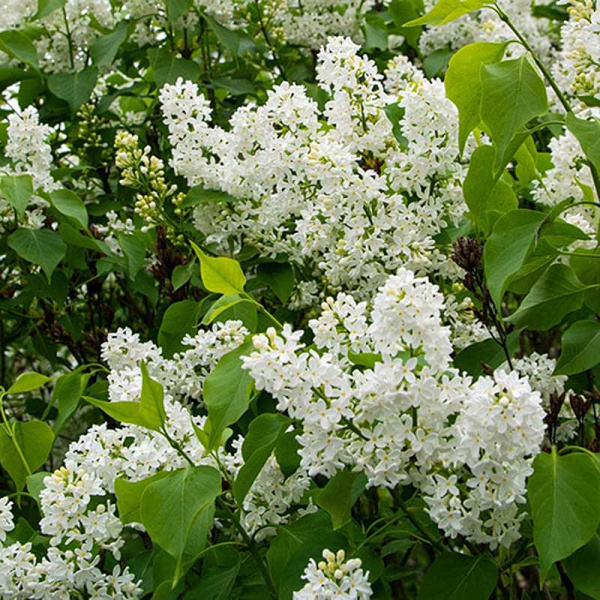 Сирень Мейера Флауэрфеста Уайт Р9 шт Садовита