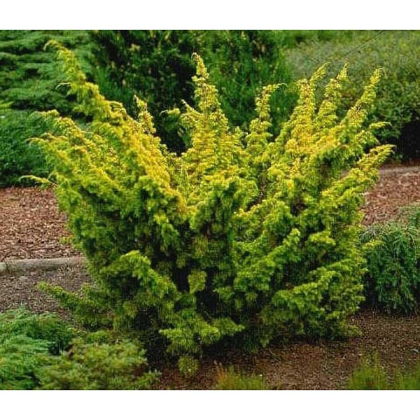 9272 Можжевельник Китайский Плюмоза Ауреа P9 15-20 ,шт