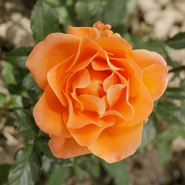 Роза флорибунда Памкин Патч Садовита