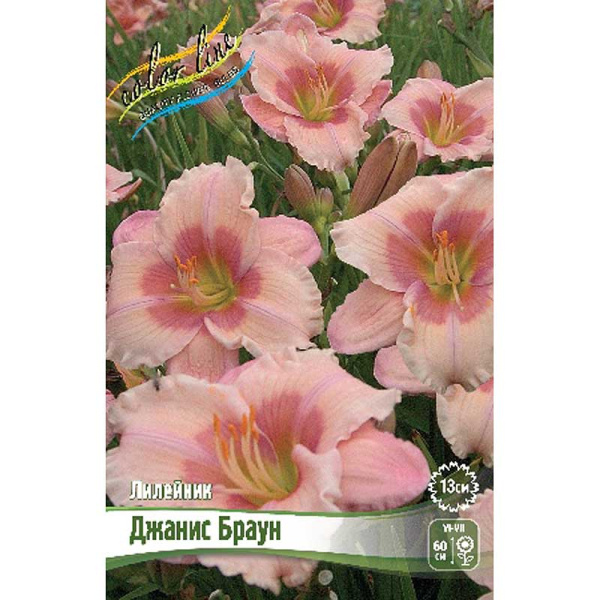 Лилейник Джанис Браун I 25 шт Биг-пак 5862 