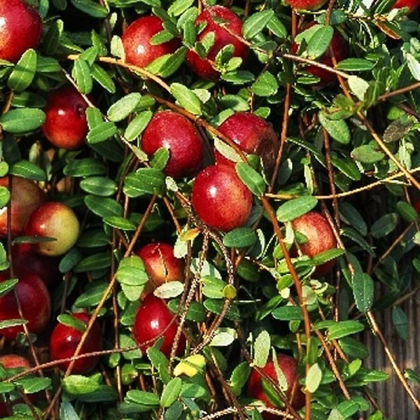 Клюква Крупноплодная Стивенс P9