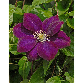 Клематис Монте Кассино I 1 шт 