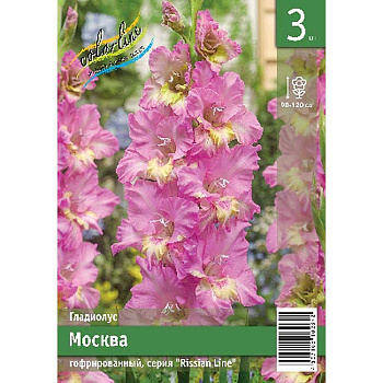 Гладиолус Москва 10/12 3 Эконом шт 