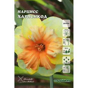Нарцисс Харпсикод 12/14 3 шт Садовита