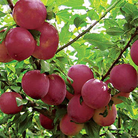 Алыча Несмеяна Садовита