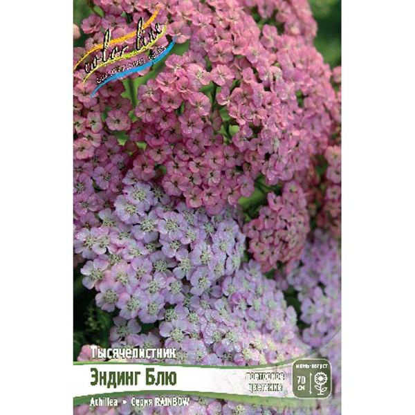 9903 Биг-Пак Тысячелистник Rainbow Эндинг Блю I 25 шт