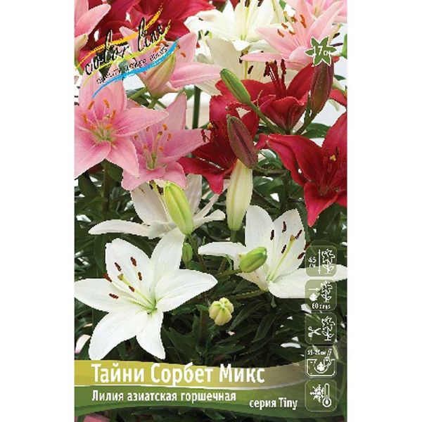 Лилия Тайни Сорбет Микс 10/12 5 шт 