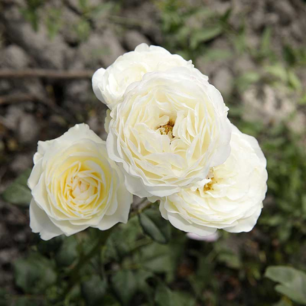 Роза шраб Кейра (английская) Садовита