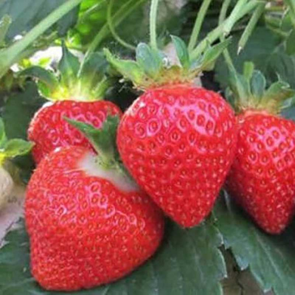 Земляника садовая Дали (цена за 40 шт) ОСП