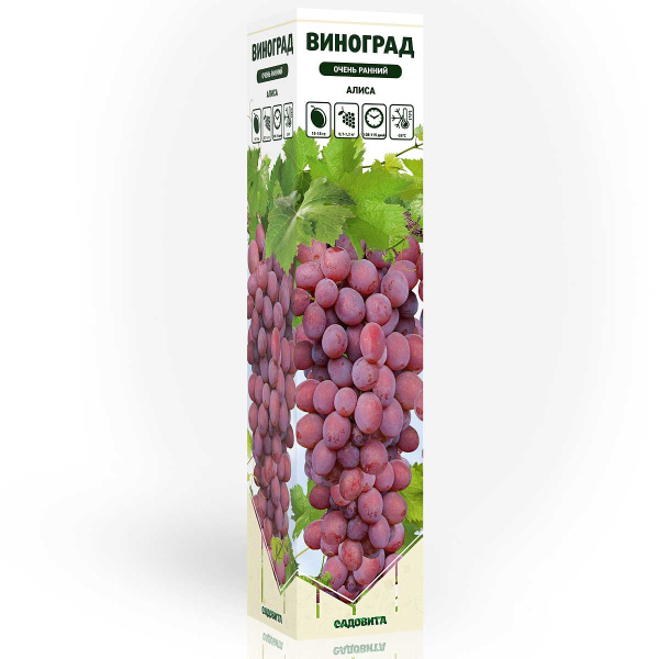 Виноград Алиса очень ранний Садовита