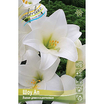 Лилия Шоу Ап 11/12 5 шт 