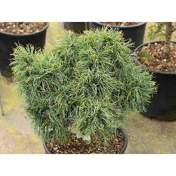 Сосна Веймутовая Сквиглз C4