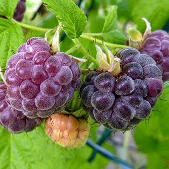 Малина Глен Кое P9