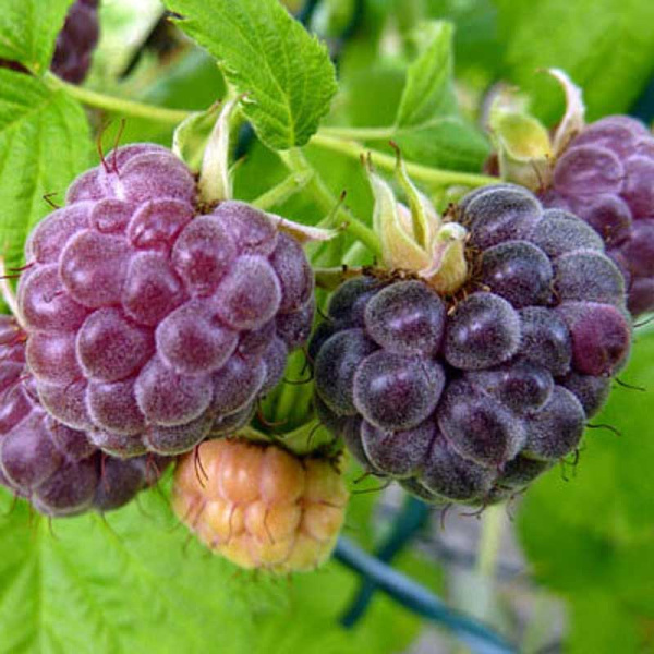 Малина Глен Кое P9